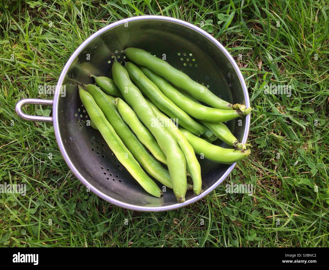 Une passoire pleine de fèves fraîchement cueillies dans un jardin vu d'en haut sur l'herbe - Image de stock capturée avec un smartphone
