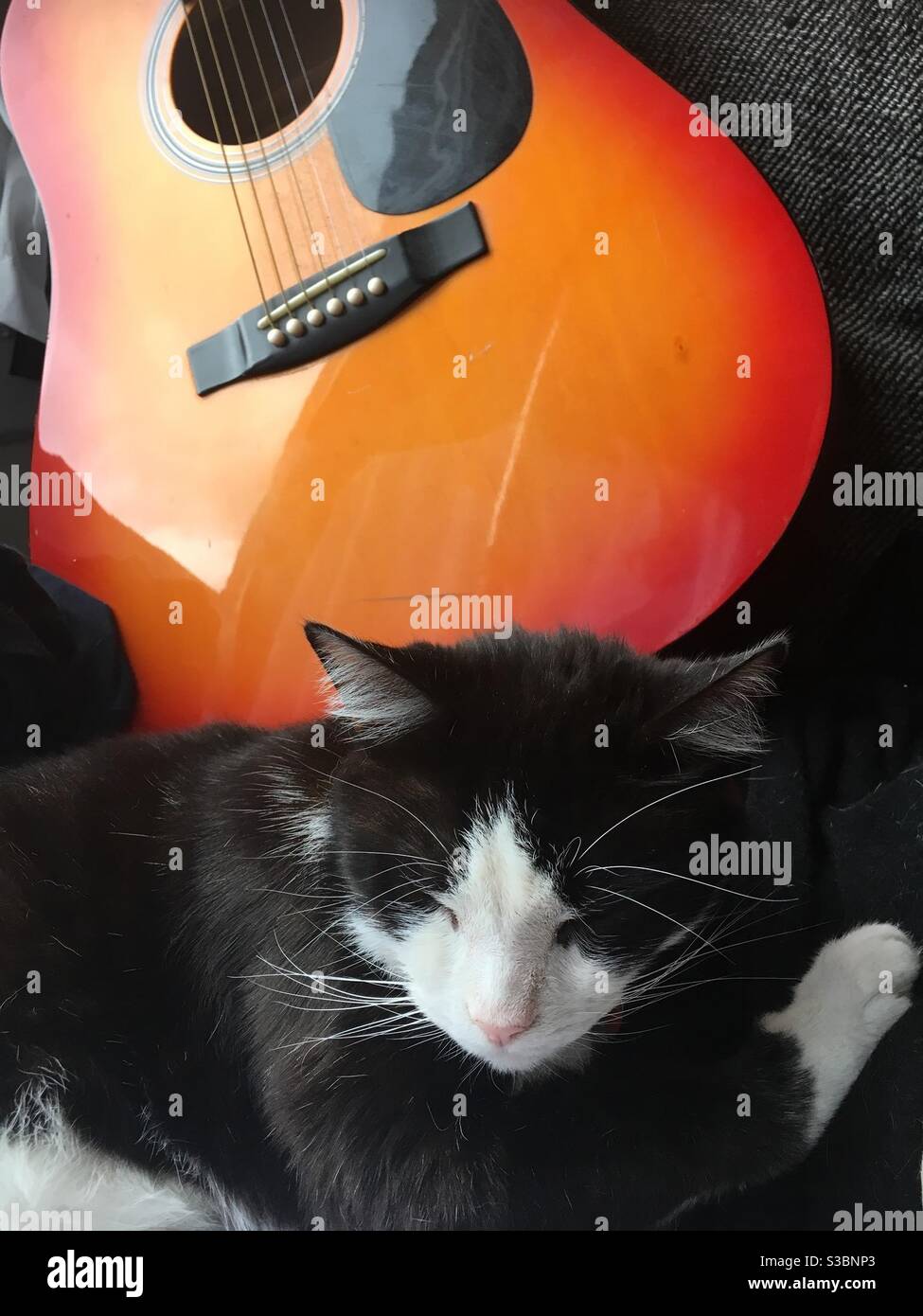 Chat noir et blanc dormant au-dessous d'une guitare Sunburst Banque D'Images