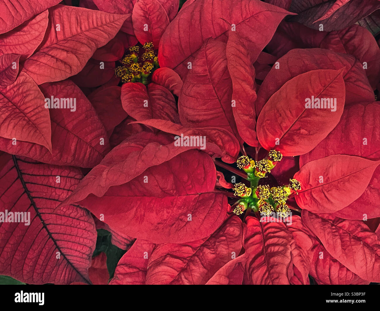 Gros plan des fleurs de poinsettia - Image de stock capturée avec un smartphone