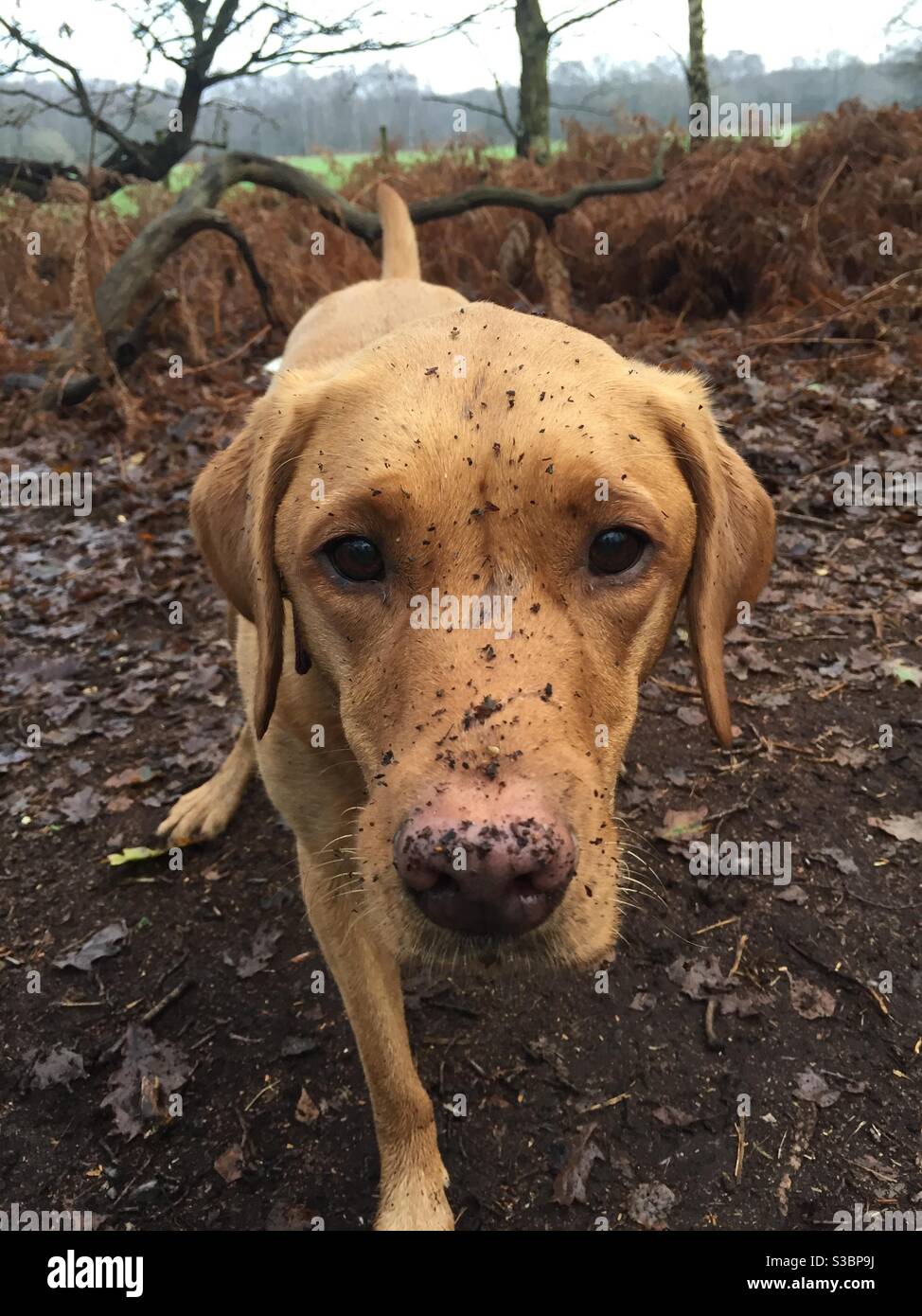 Un chien mignon avec un très sale et boueux faites face à l'extérieur - Image de stock capturée avec un smartphone