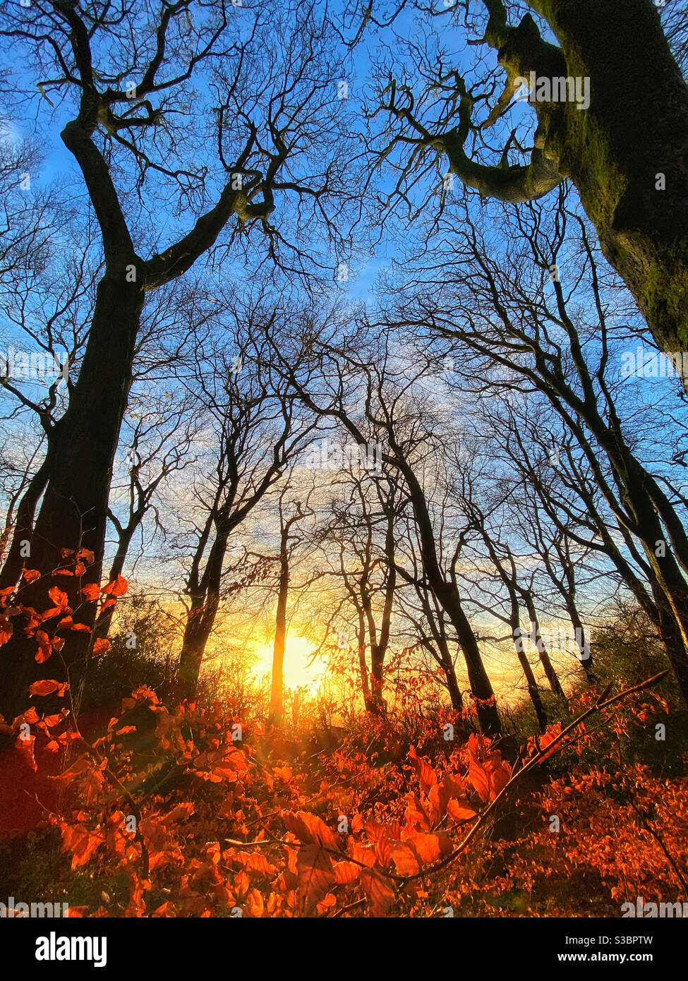 Derniers jours de l'automne avec des arbres nus et l'automne dernier Feuilles dans la forêt près de Chorley dans le Lancashire Banque D'Images