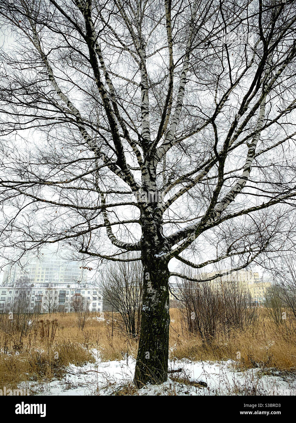 Grand bouleau sans feuilles avec branches bizarres - Image de stock capturée avec un smartphone
