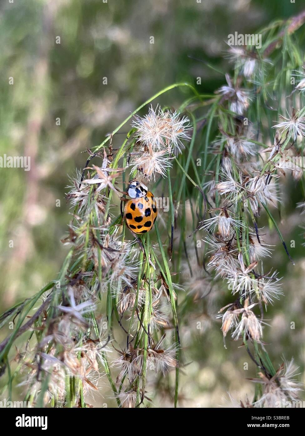 Insecte orange et noir Banque de photographies et d’images à haute — free download