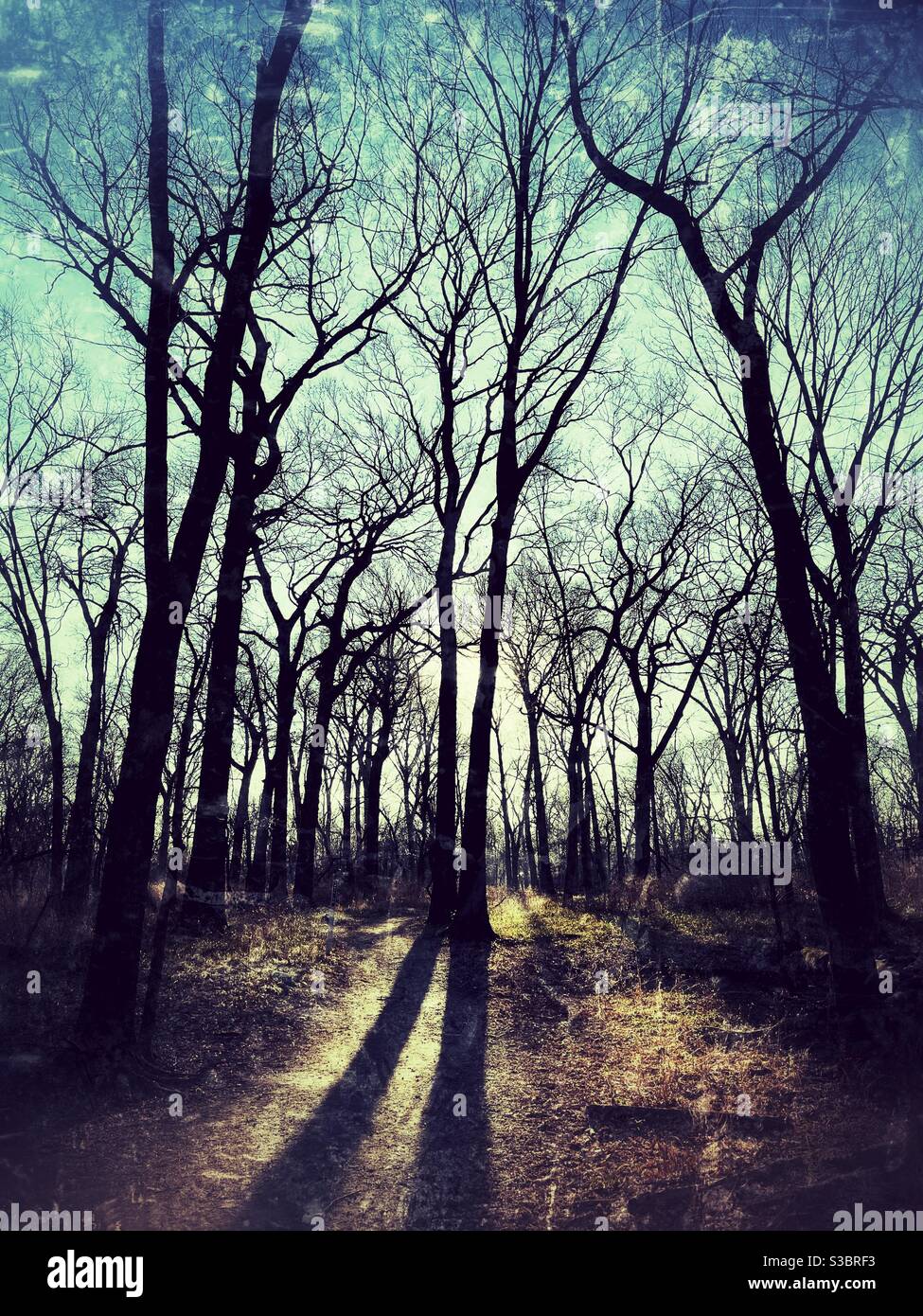 Ombres d'hiver en fin d'après-midi dans une forêt. Banque D'Images