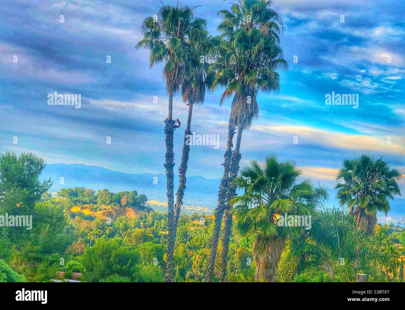 Vue idyllique vers la vallée de San Fernando depuis les collines de Tarzana, CA, USA, qui a été nommé par l'auteur de Tarzan histoires, Edgar Rice Burroughs. Banque D'Images
