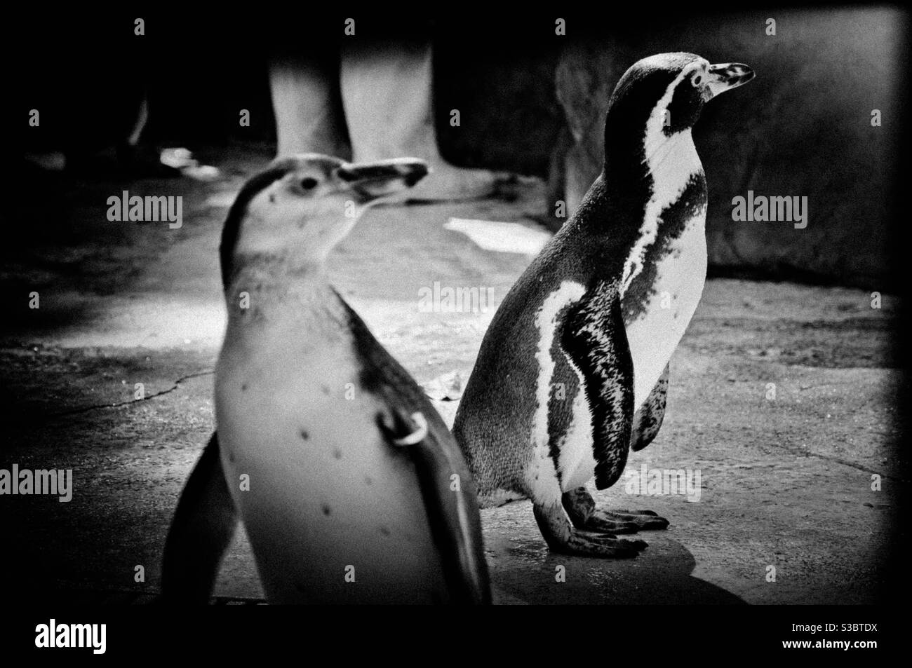 Pingouins Banque D'Images