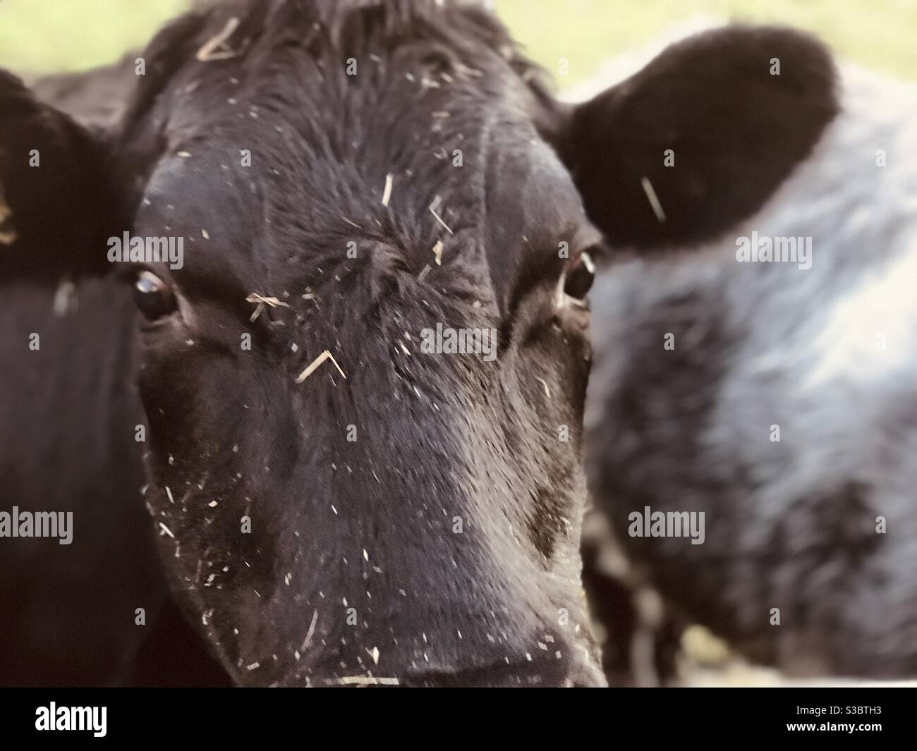 la face du taureau noir - Image de stock capturée avec un smartphone