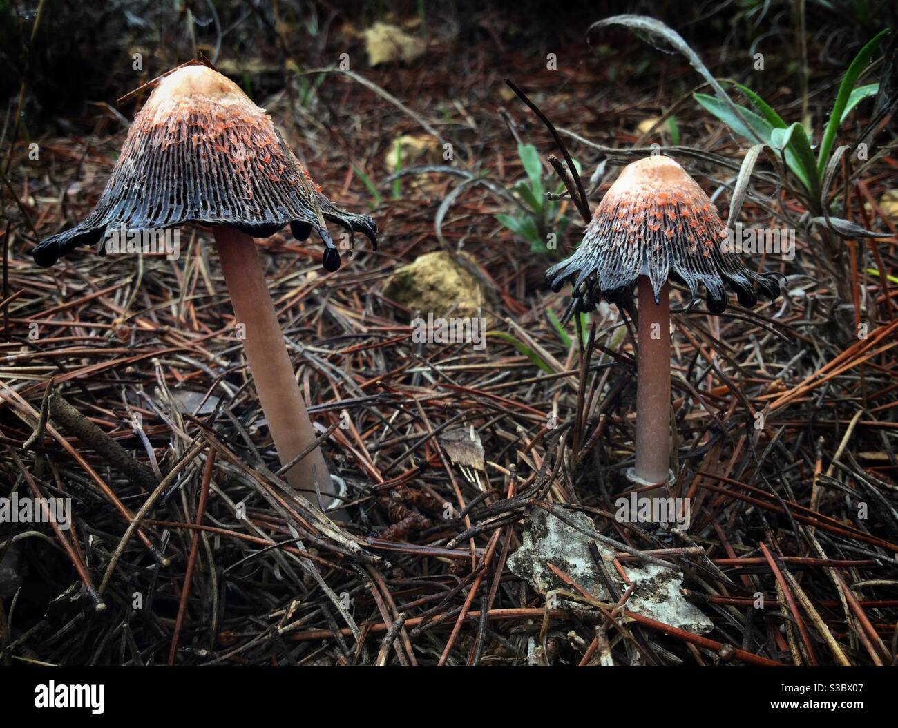Champignons Shaggy Ink Cap (Coprinus comatus), Catalogne, Espagne. Banque D'Images