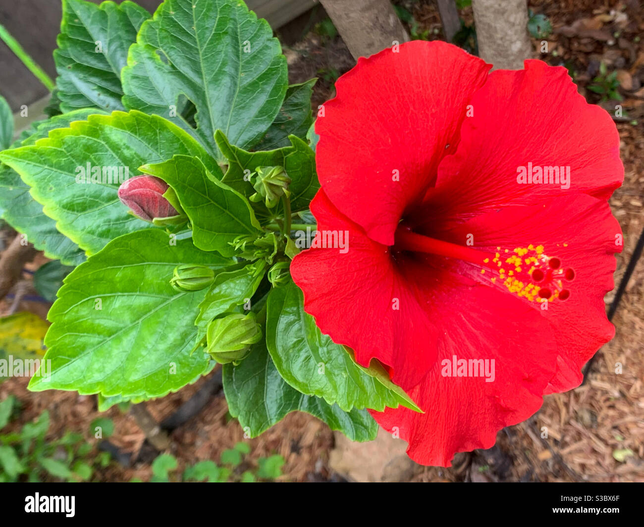 Une fleur rouge d'hibiscus et des bourgeons écarlate Banque D'Images Une fleur rouge d'hibiscus et des bourgeons écarlate Banque D'Images