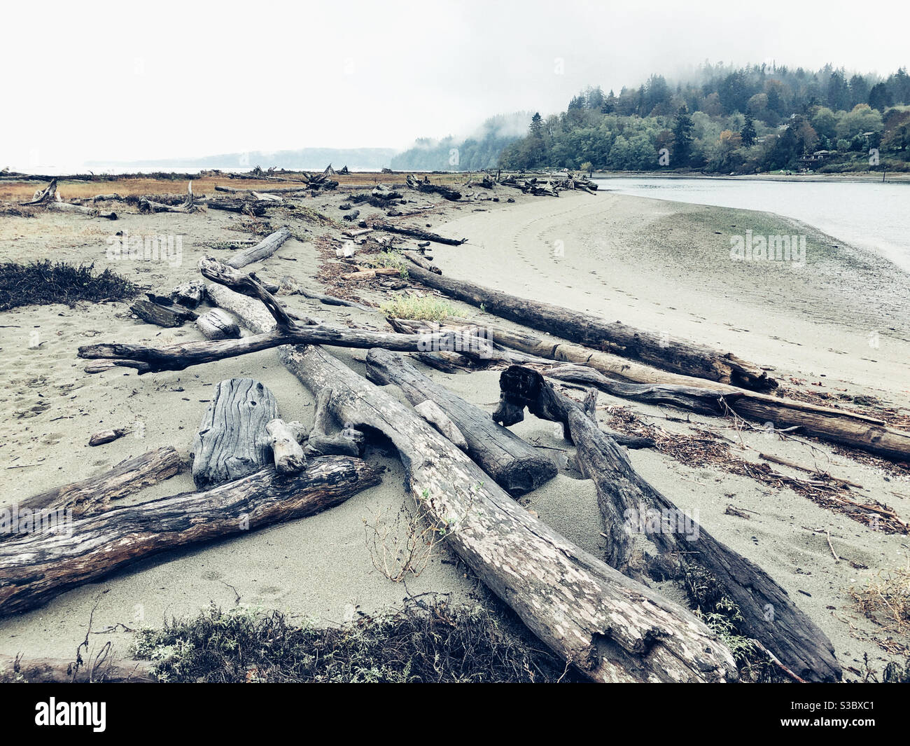 Le bois flotté a été lavé comme lignes de tête sur une plage vide de l'île Whidbey, dans le nord-ouest du Pacifique Banque D'Images