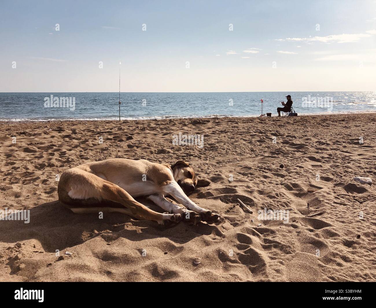 Chien errant dormant sur la plage pendant que la personne s'assoit sur un président sur le fond Banque D'Images