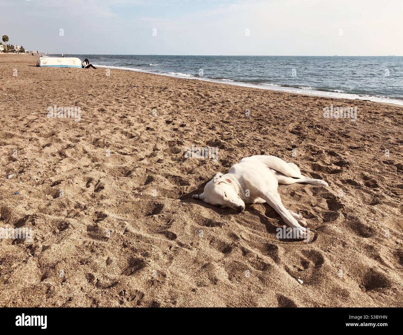 Chien errant dormant confortablement sur la plage de sable - Image de stock capturée avec un smartphone