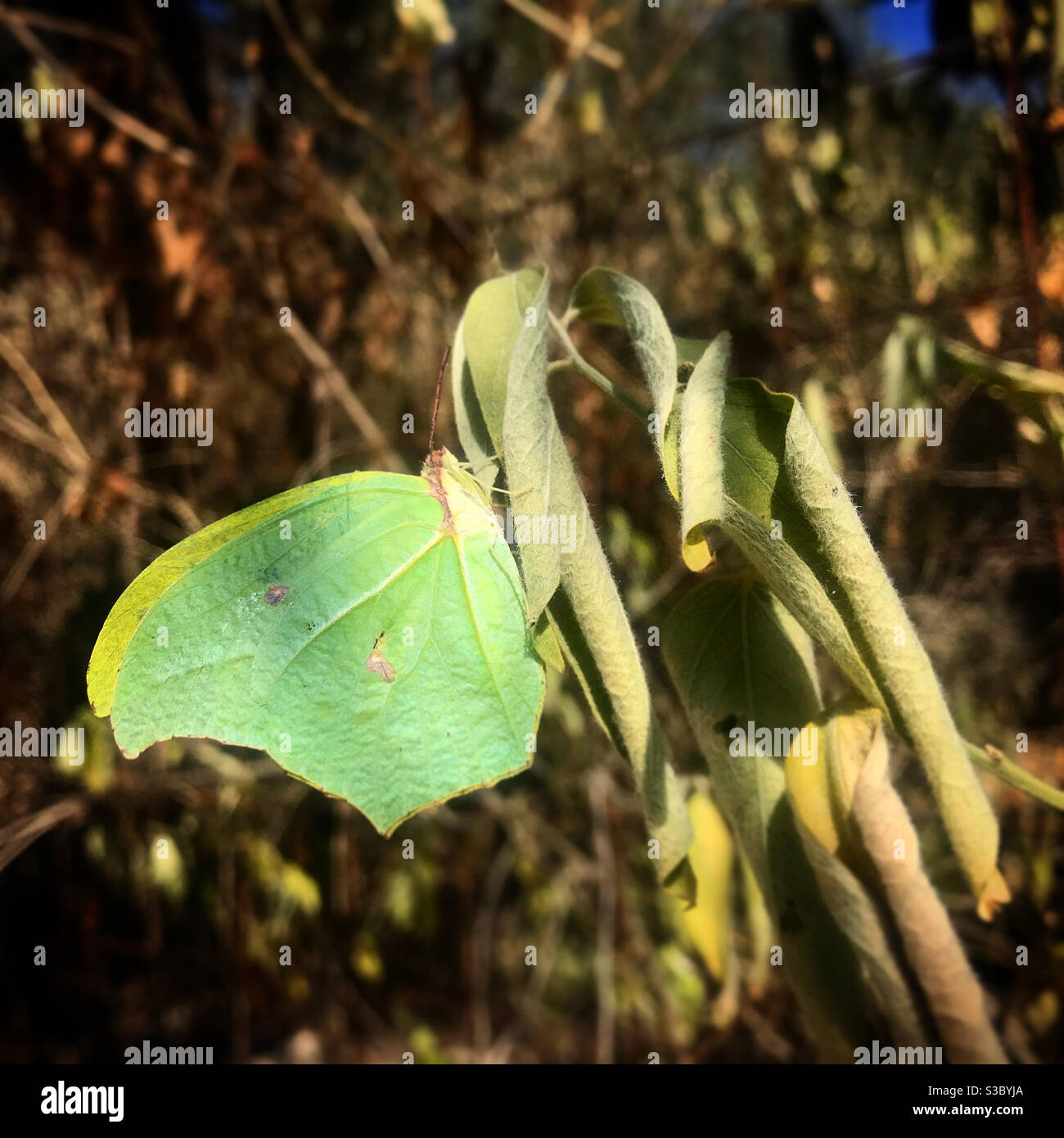 Un papillon vert avec la forme d'une feuille dans une forêt à Queretaro, Mexique Banque D'Images