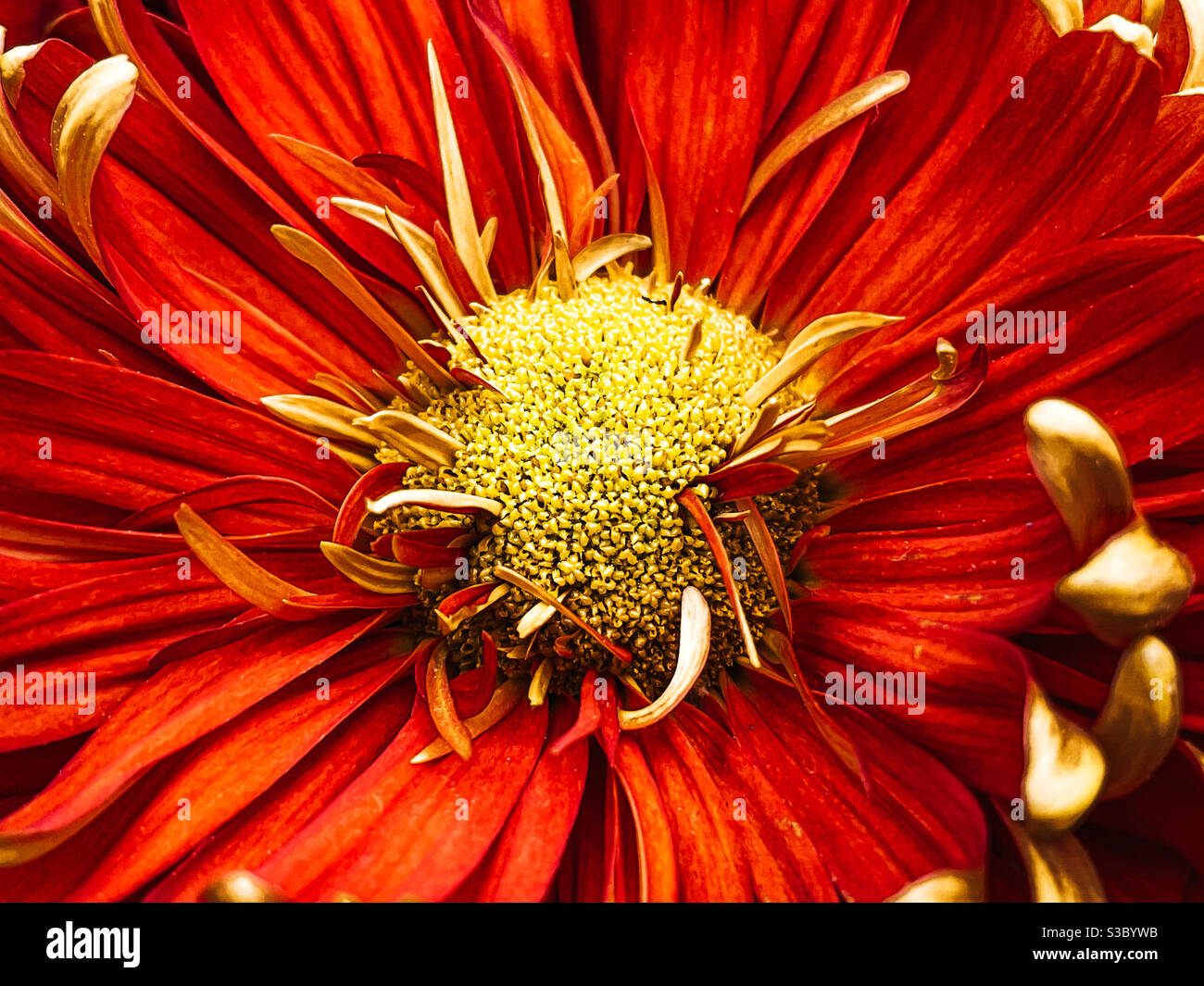 Fleur rouge et jaune vibrante Banque D'Images
