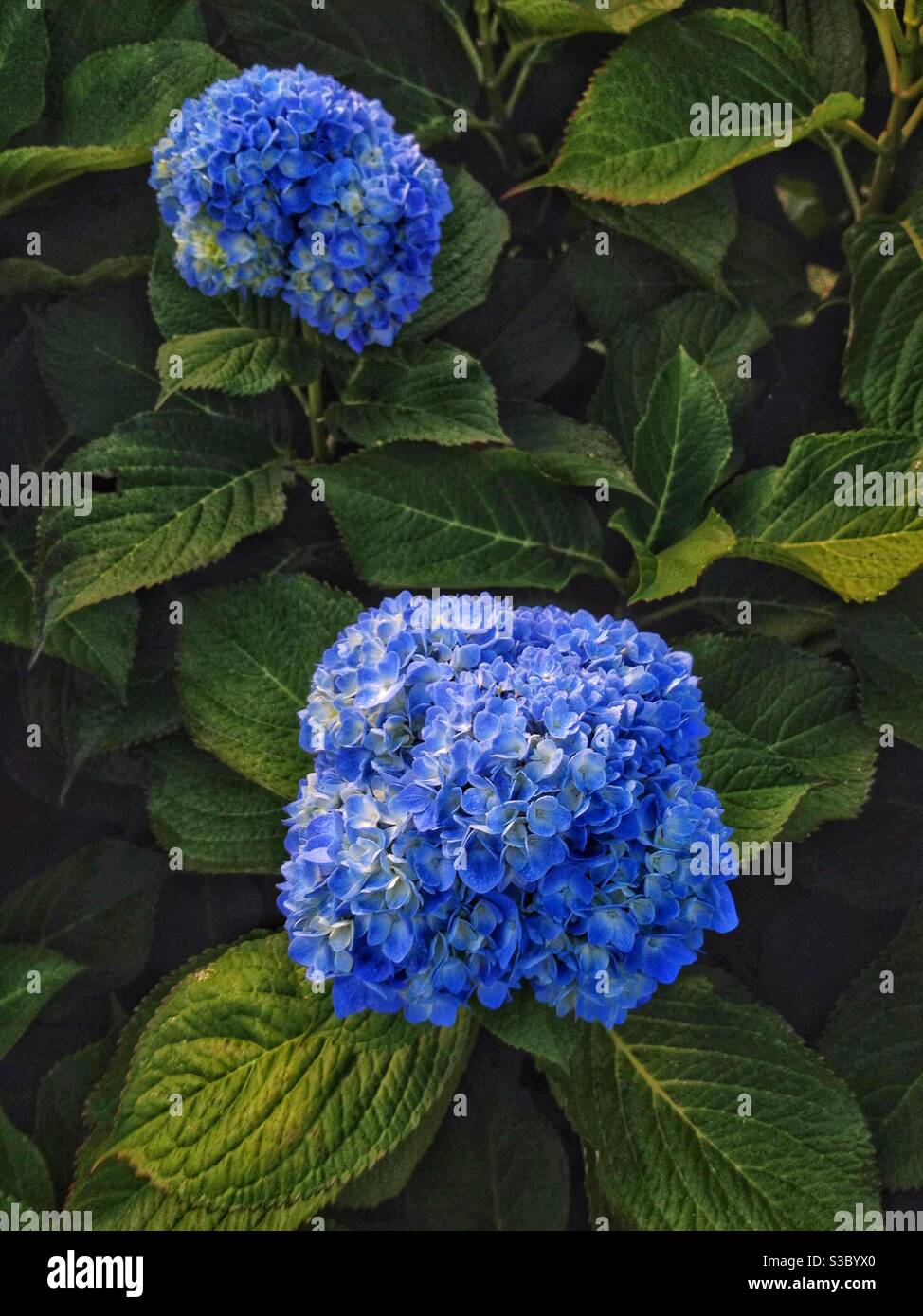 Hortensias Banque D'Images