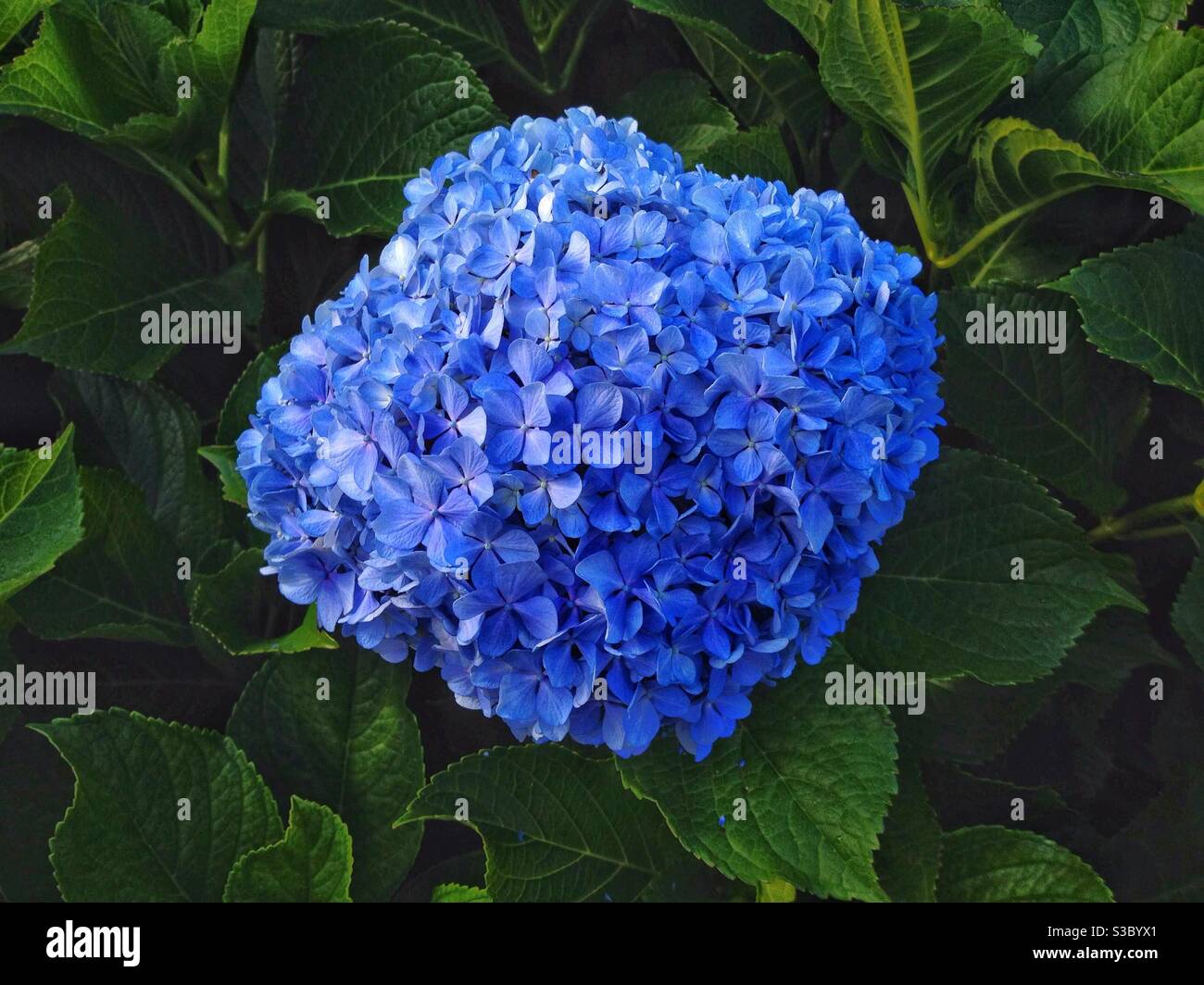 Hortensia Banque D'Images