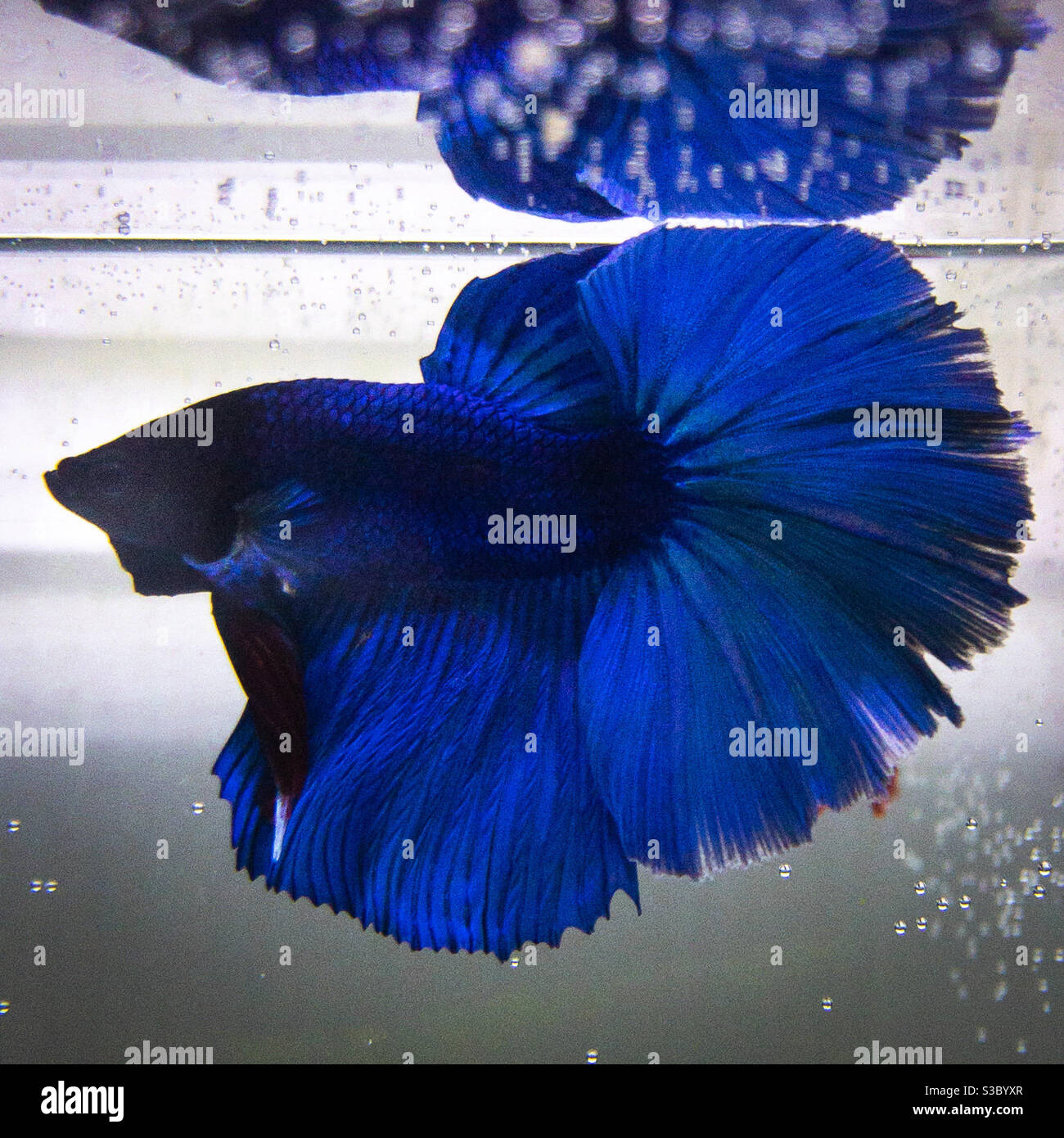 Bleu mâle betta Siamese Fighting Fish mettant des ailerons sur l'exposition Banque D'Images