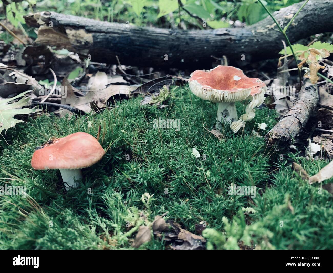 Deux champignons rouges sur une plaque de mousse Banque D'Images
