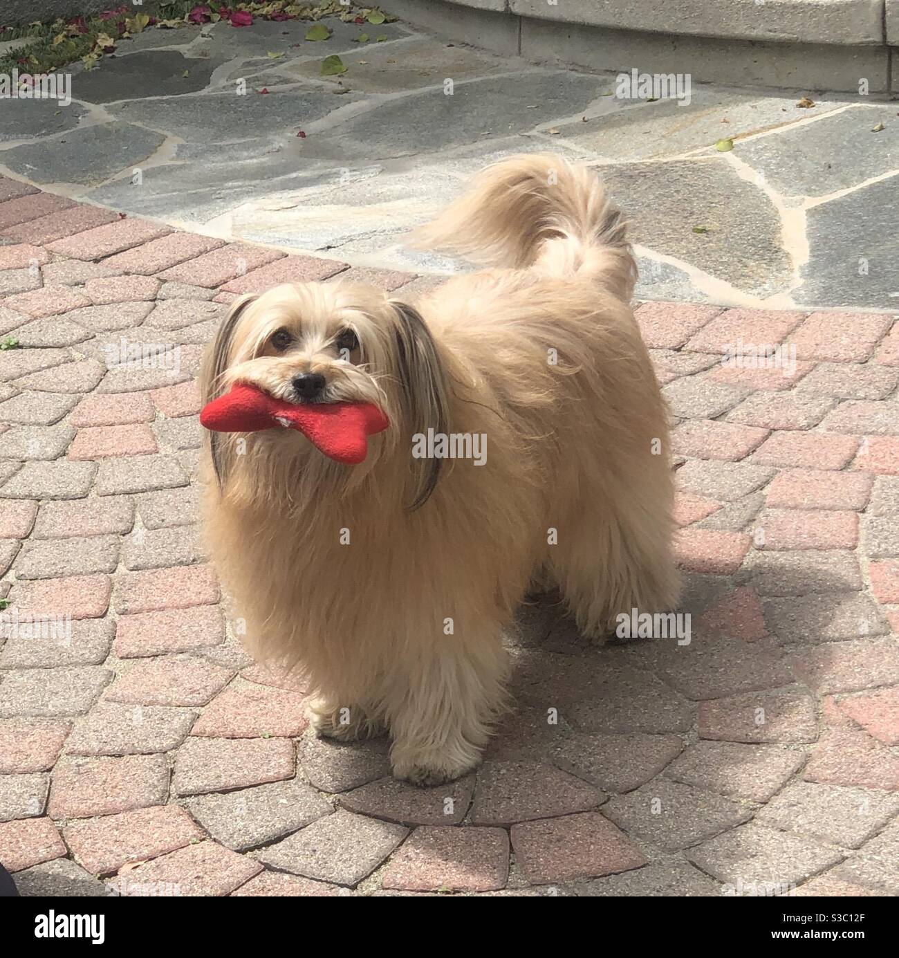 Adorable chien moelleux s'occupant d'un jouet bourré Banque D'Images