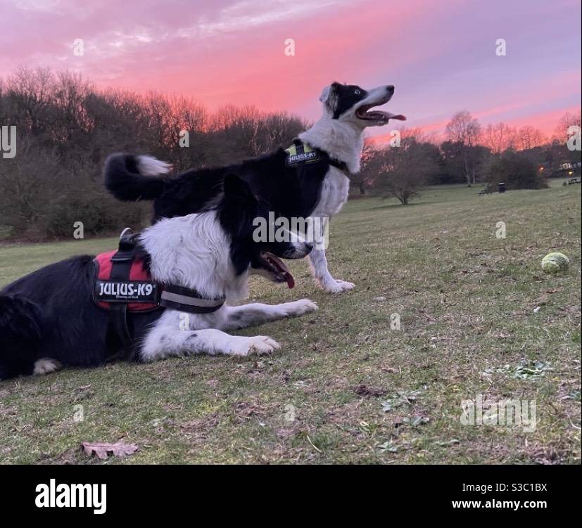 Chiens Banque D'Images