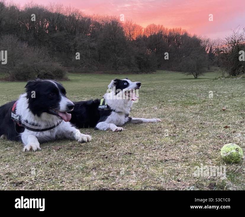 Chiens Banque D'Images