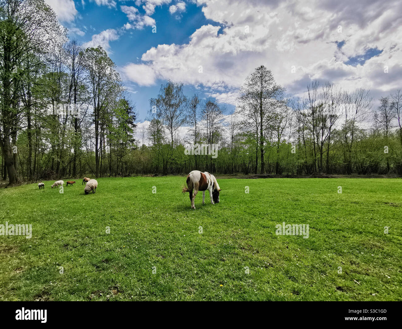 Animaux de campagne sur un pré vert Banque D'Images