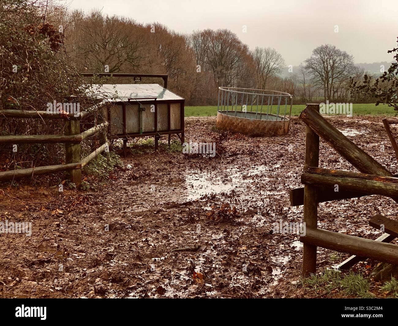 Hivernent sur la ferme, un terrain boueux et un convoyeur de bétail dans un champ de culture aquatique à Somerset, en Angleterre, en Grande-Bretagne Banque D'Images