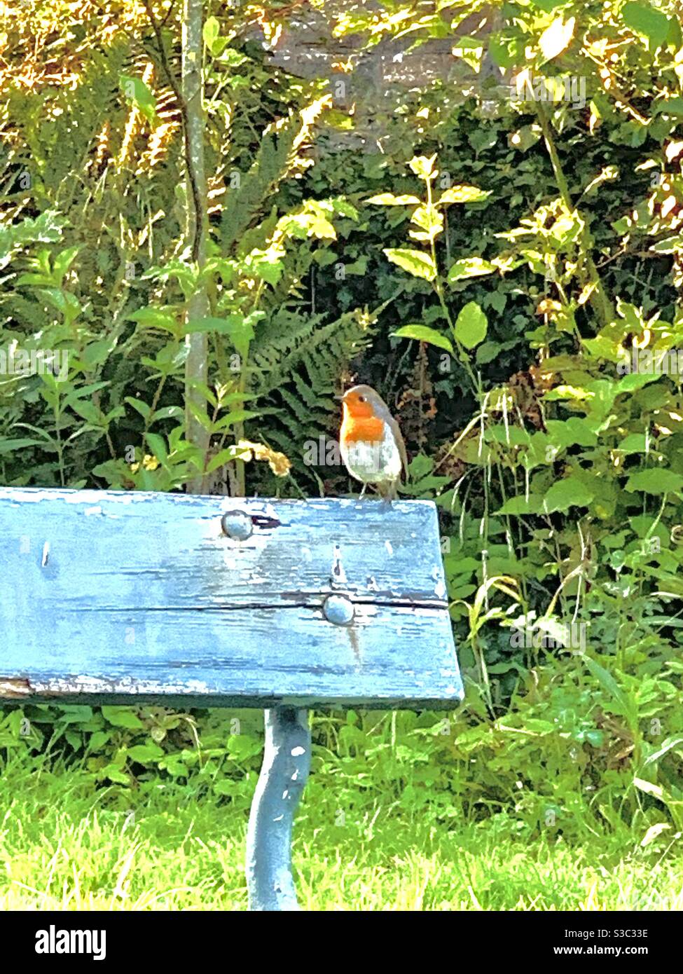 Le robin anglais perches sur un banc rustique en été après-midi Banque D'Images