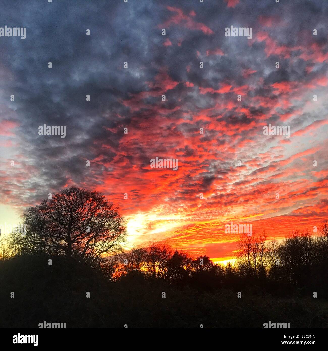 Coucher de soleil d'hiver vif Hattingley, Medstead, Alton, Hampshire, Angleterre. Banque D'Images