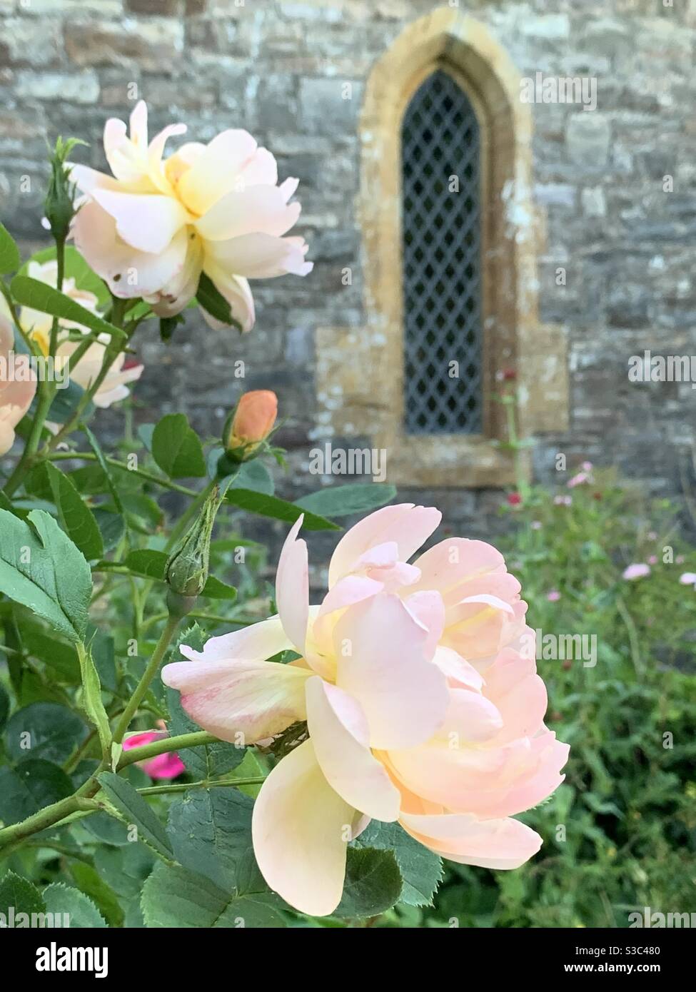 Pêche douce et roses anglaises roses roses roses dans le jardin du cottage croissant à côté de la fenêtre de meneau de l'église gothique Banque D'Images