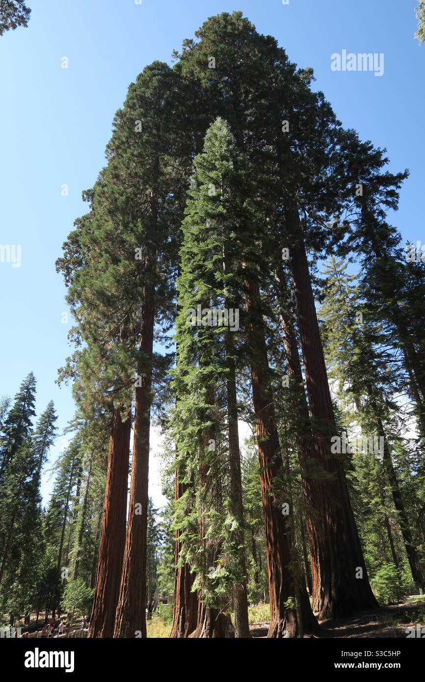 Séquoias géants dans les forêts nationales de Californie près de Yosemite, aux États-Unis Banque D'Images