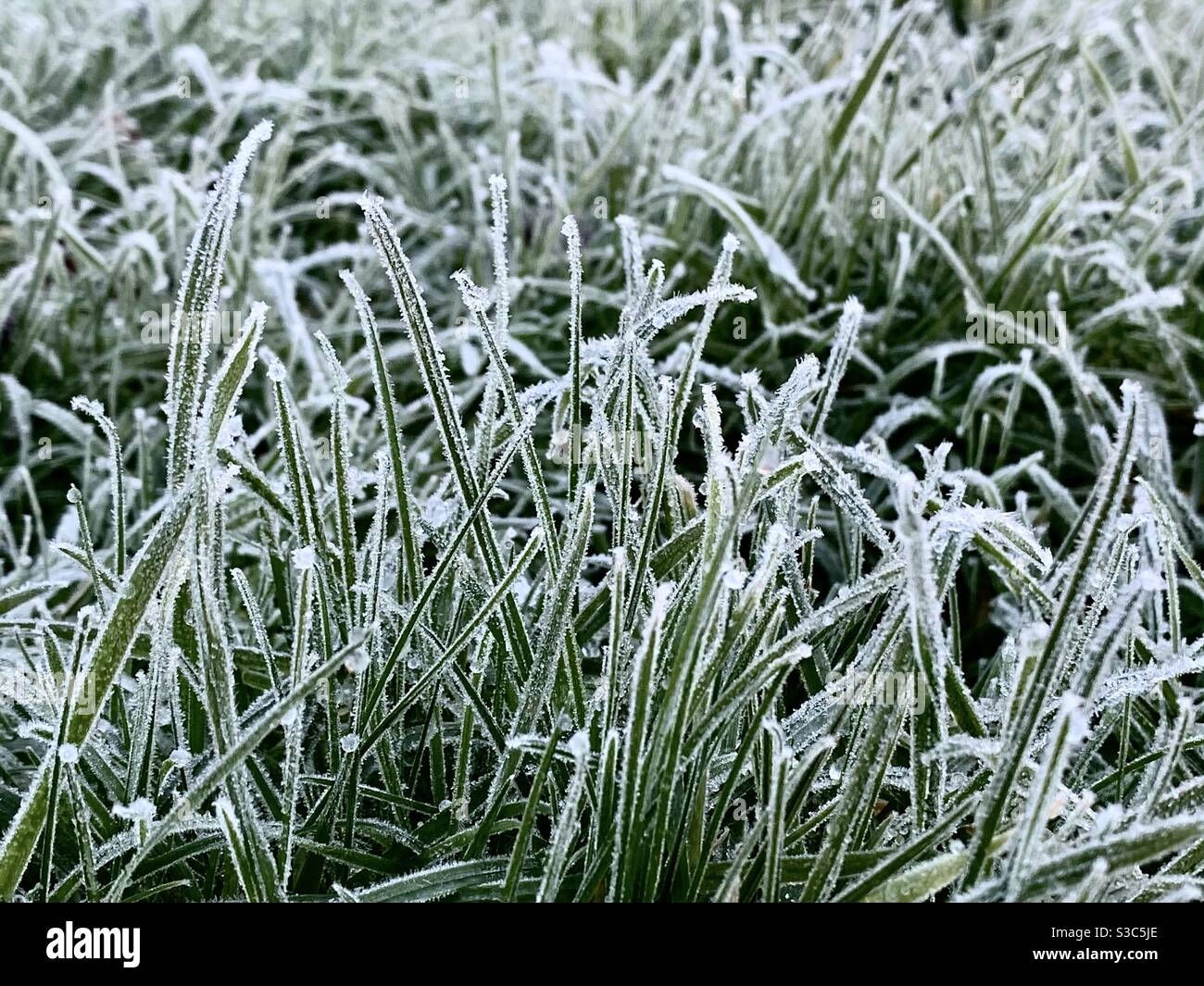 Givre sur l'herbe dans le jardin anglais Banque D'Images