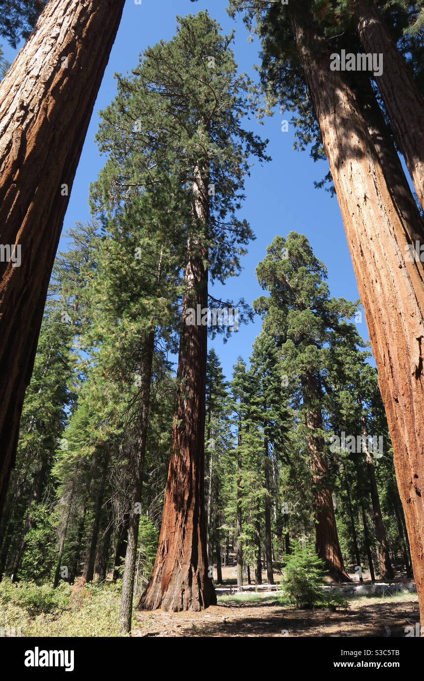 Séquoia massif séquoia arbres verts dans la forêt nationale de Californie près Yosemite États-Unis en automne Banque D'Images