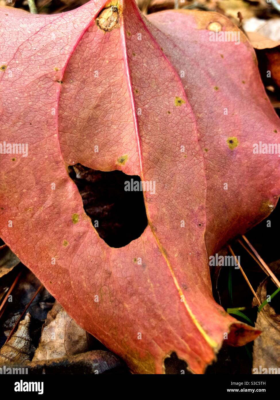 Texture de la feuille rouge et des découpes Banque D'Images