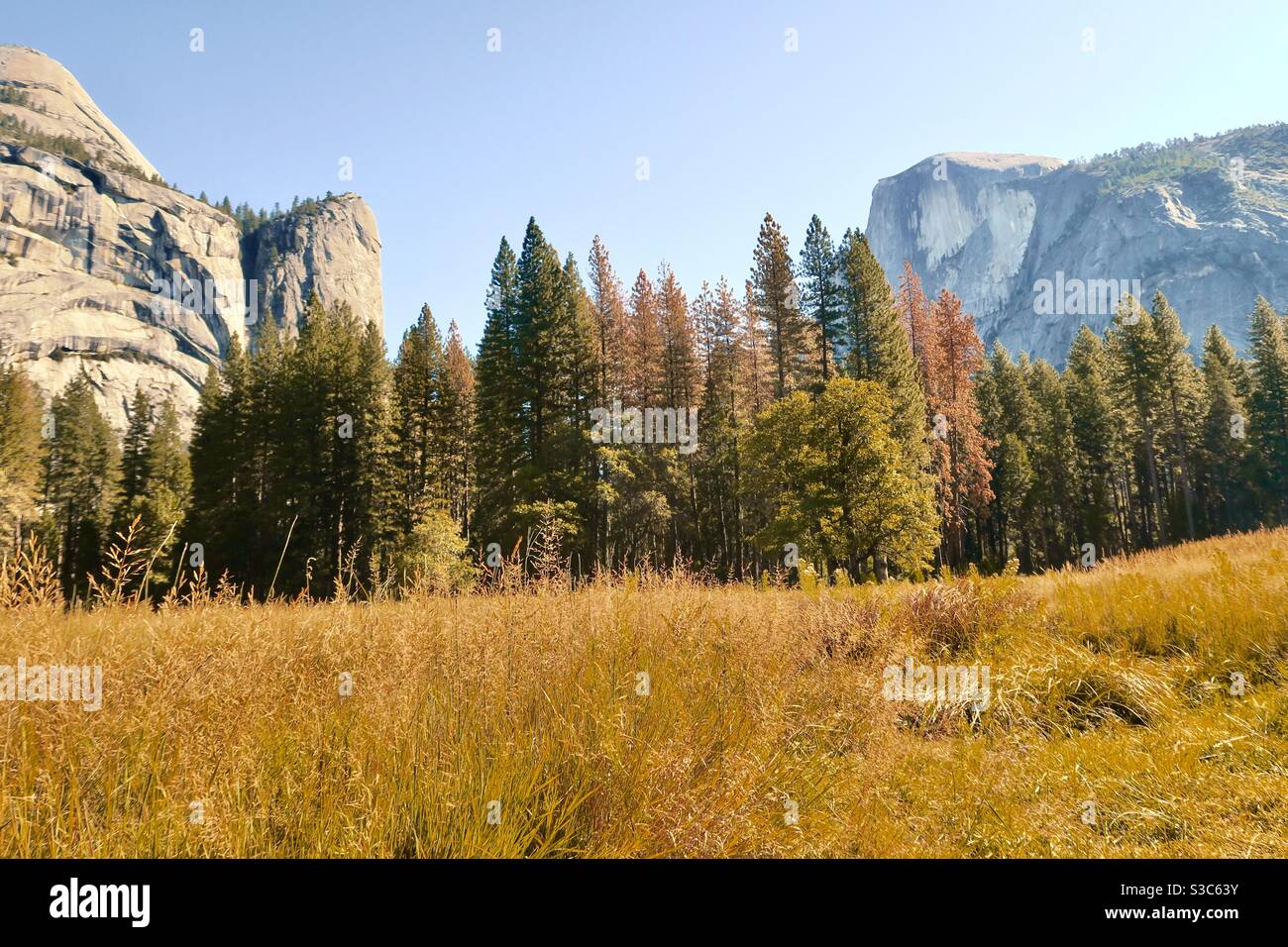 Automne doré lumière sur les herbes sauvages et les arbres entre deux énormes monolithes de granit dans la vallée de la rivière Merced, parc national de Yosemite en Californie, États-Unis. Automne 2019. Banque D'Images