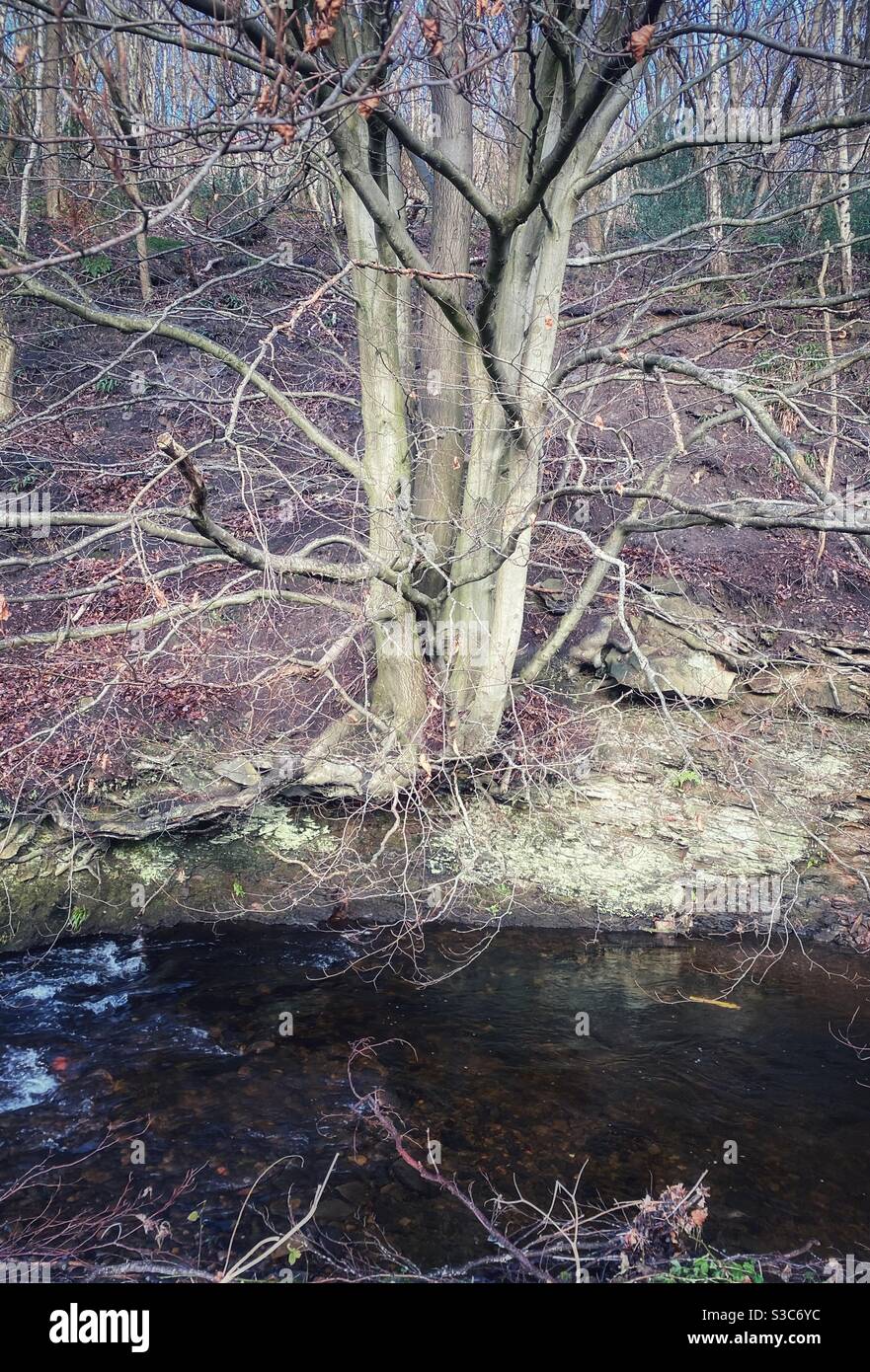 Arbre nu en hiver, Black brook à Stainland, West Yorkshire, pris en janvier 2021 Banque D'Images