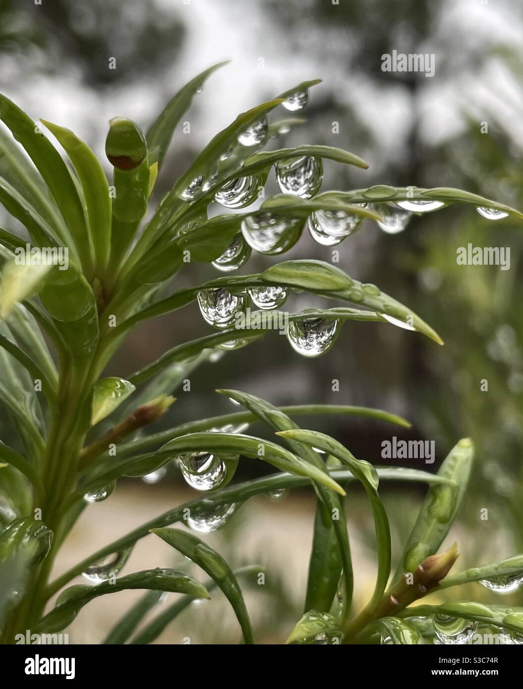 Macro de gouttes de pluie sur plante verte Banque D'Images
