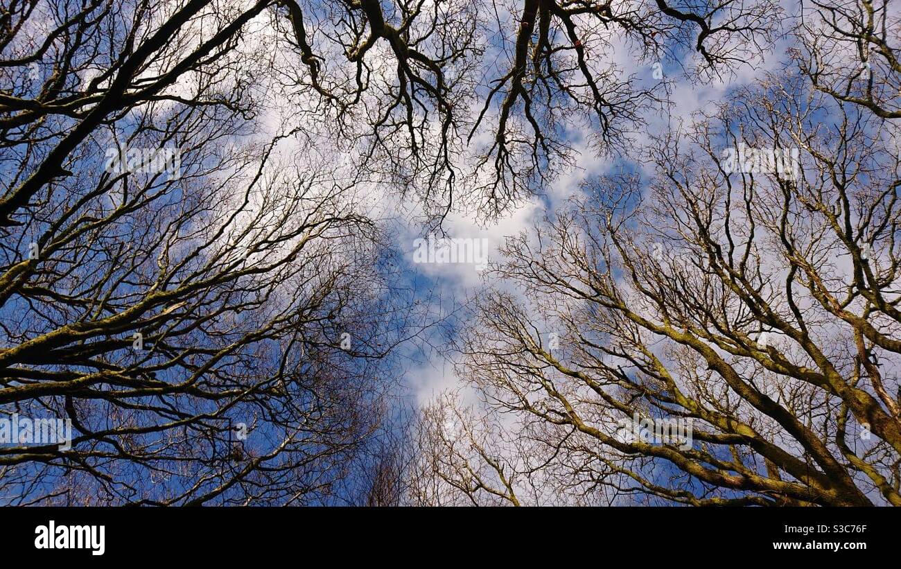Une photo en regardant vers le haut dans les bois contre un ciel bleu avec des nuages moelleux. Couvert forestier en automne hiver. Banque D'Images
