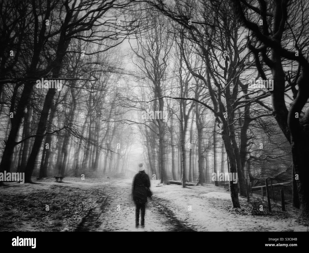 Femme marchant dans les bois pendant que la neige tombe Banque D'Images