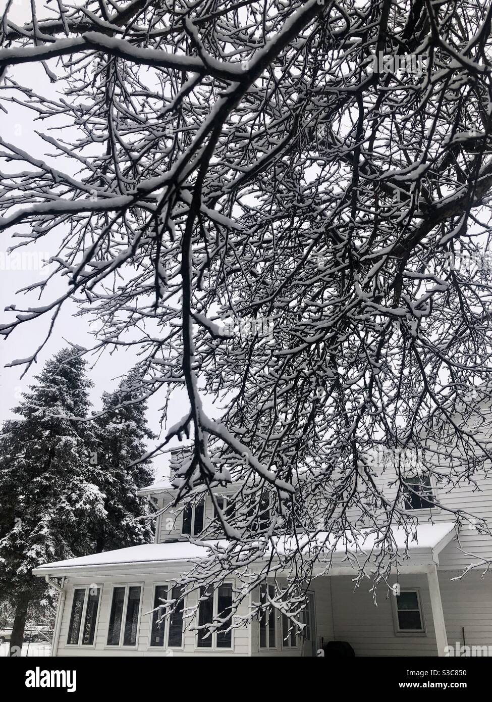 Snow covered tree branches - Image de stock capturée avec un smartphone