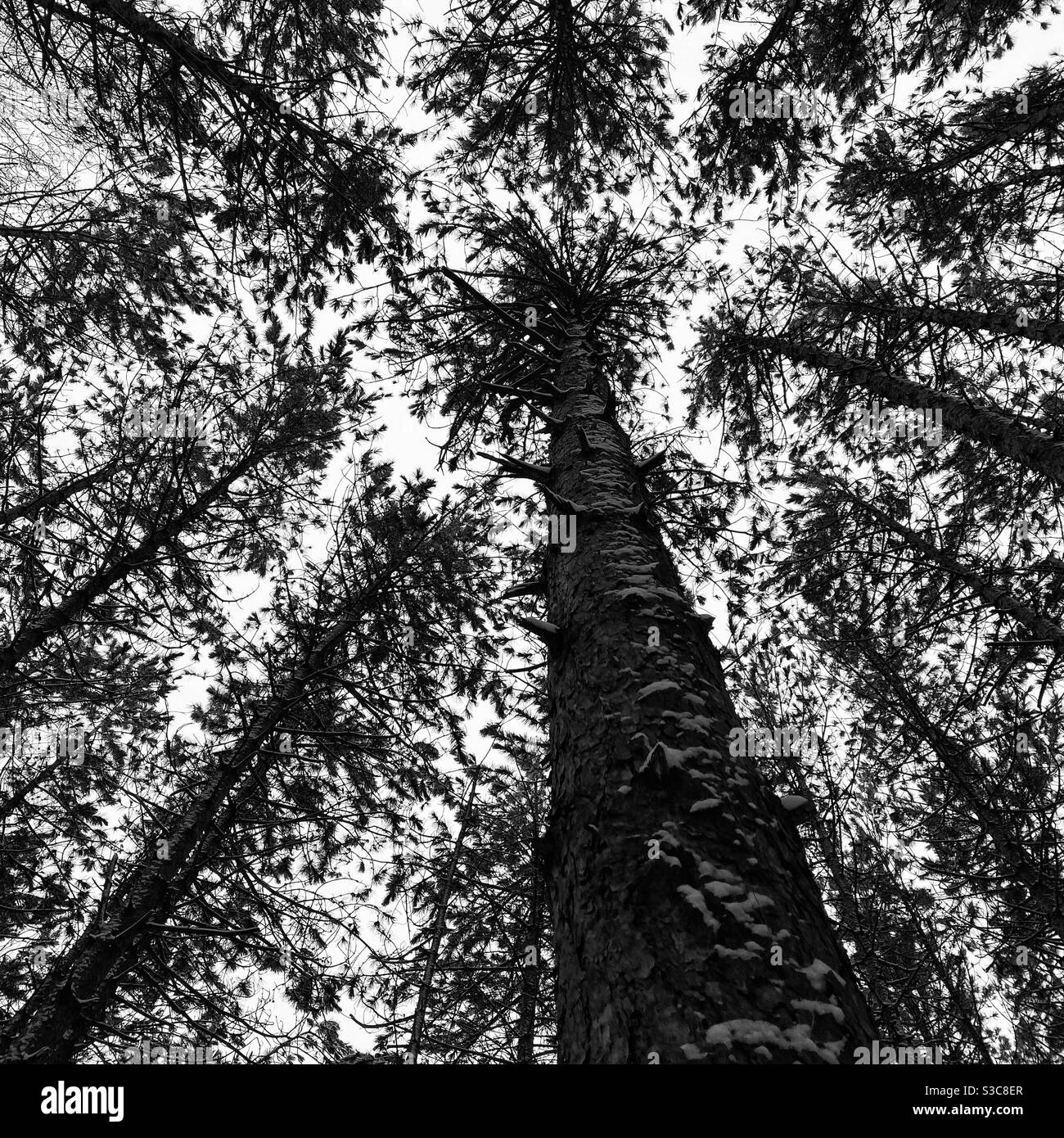 Vue sur les arbres à feuilles persistantes dans une forêt enneigée Banque D'Images