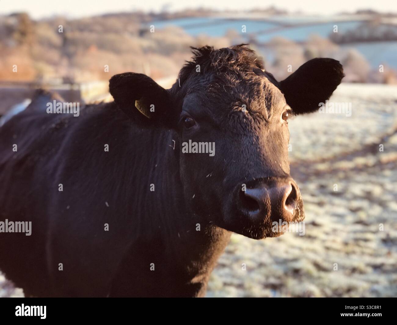 museau brun humide - Image de stock capturée avec un smartphone