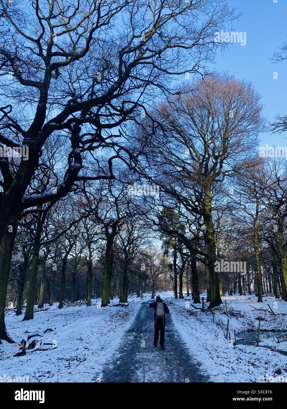 Promenade d'hiver à Woods Banque D'Images