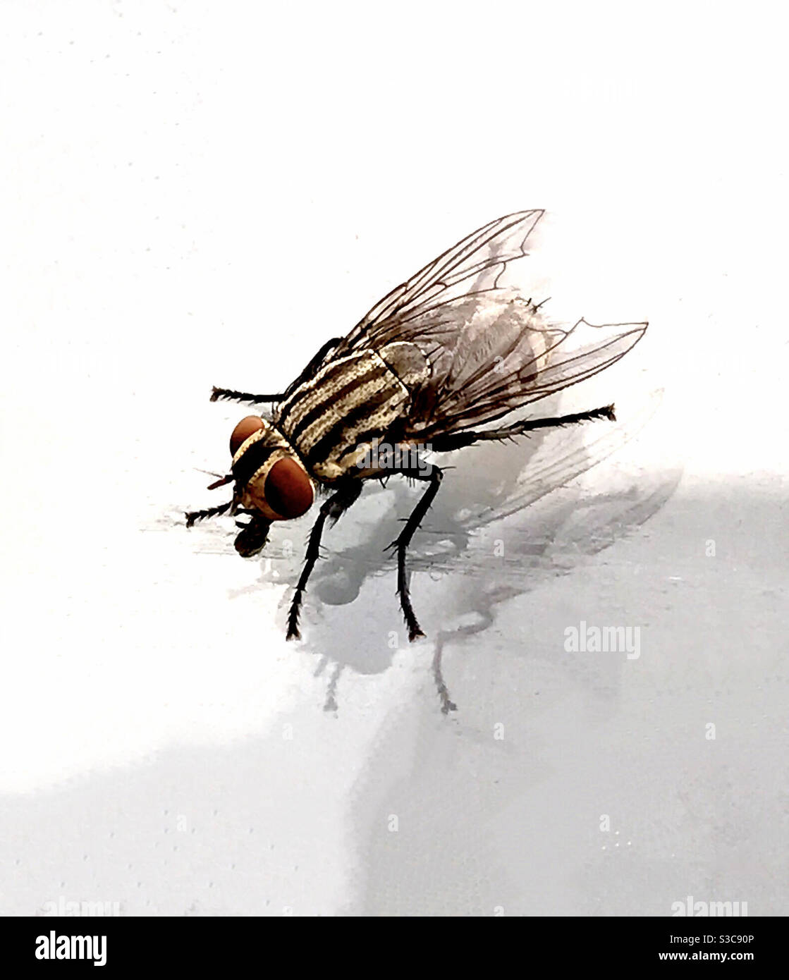 Photo de la mouche domestique, insecte volant, insecte mordant Banque D'Images