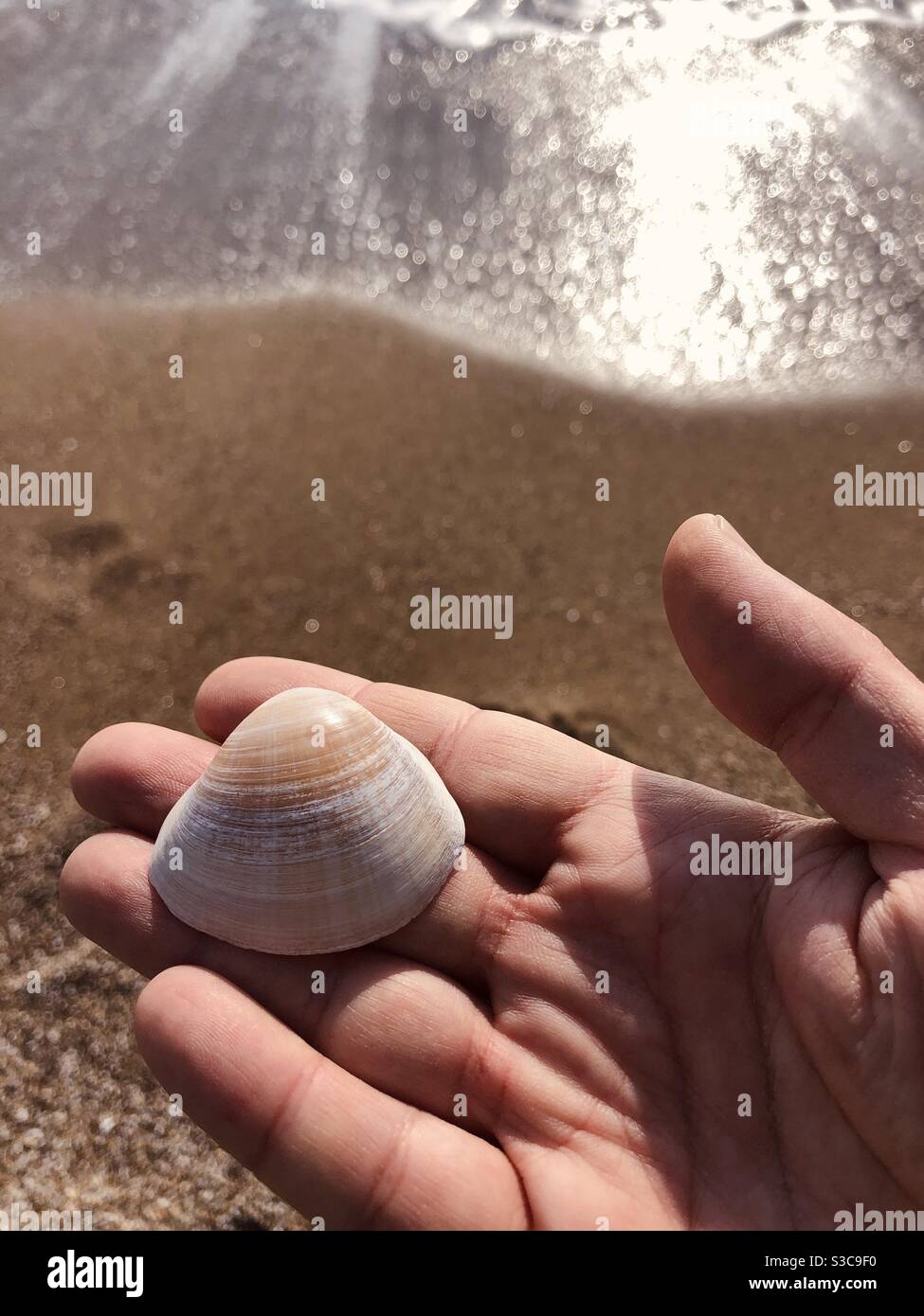 Homme tenant le seashell à la main près de la rive - Image de stock capturée avec un smartphone Homme tenant le seashell à la main près de la rive - Image de stock capturée avec un smartphone