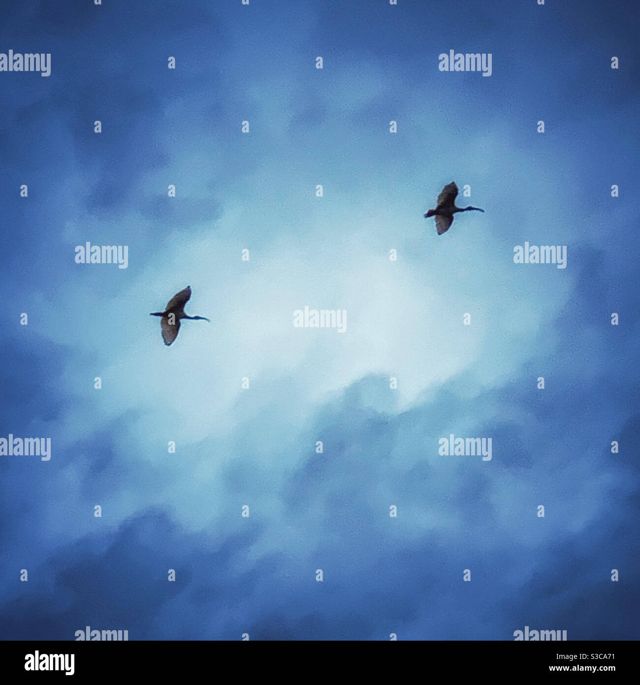 Deux ibises silhouettés contre le ciel bleu ciel nuageux - Image de stock capturée avec un smartphone