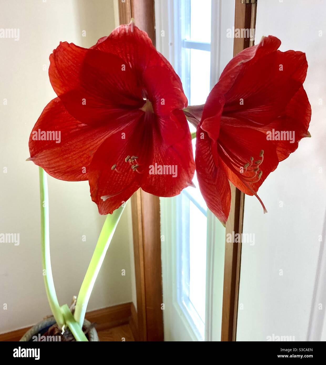 Amaryllis rouge Banque D'Images
