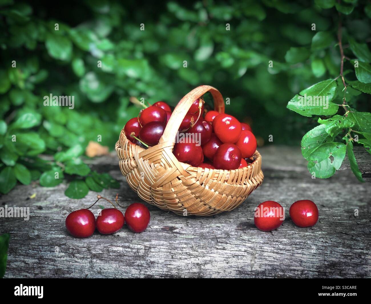 Panier en bois rempli de cerises Banque D'Images