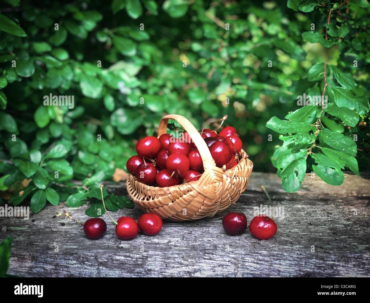 Panier en bois rempli de cerises - Image de stock capturée avec un smartphone