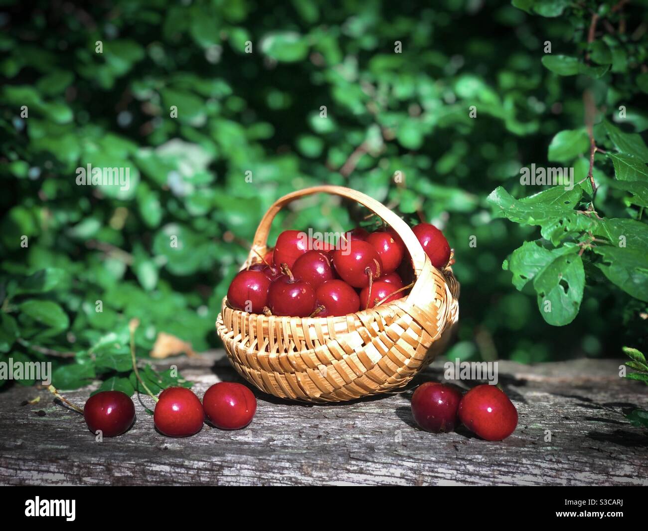 Panier en bois rempli de cerises - Image de stock capturée avec un smartphone